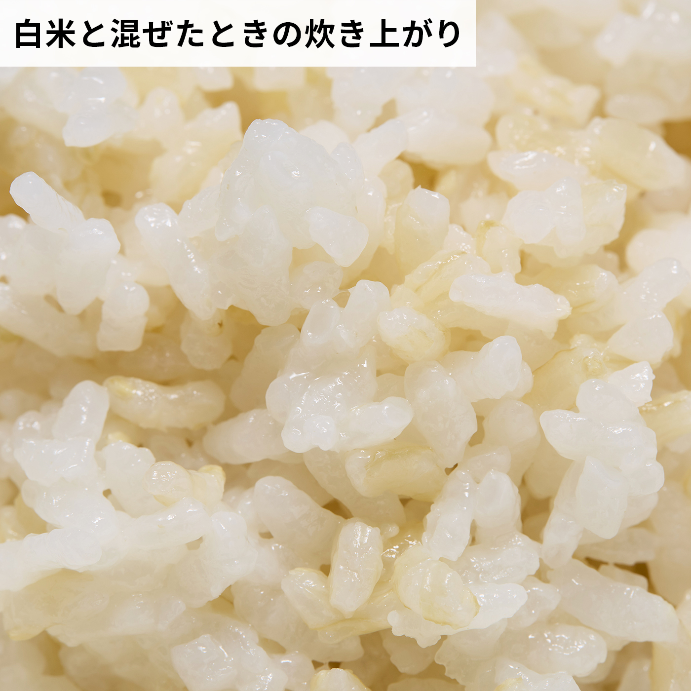 北海道産玄米使用 発芽玄米 7