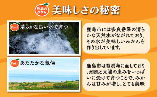 温州みかん 2