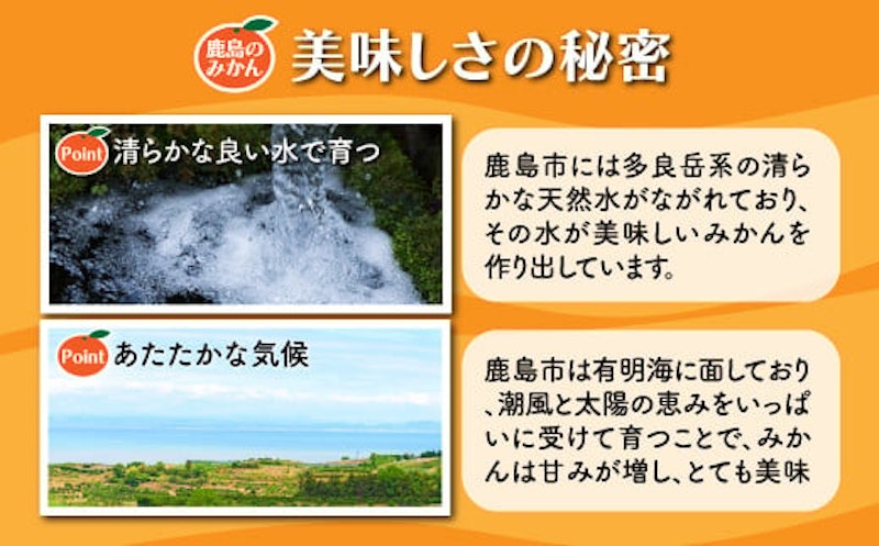 温州みかん 2
