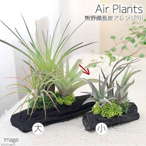 エアープランツ 10個セット ちらんじあ様ご確認用⭐︎ エアープランツ 10個 ご確認用です エアープランツ 10個セット ちらんじ