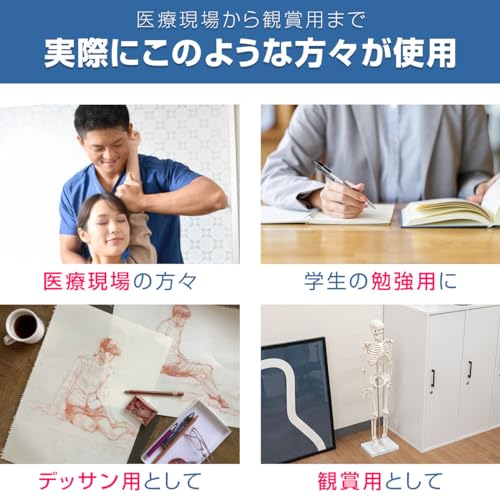 人体骨格模型 3