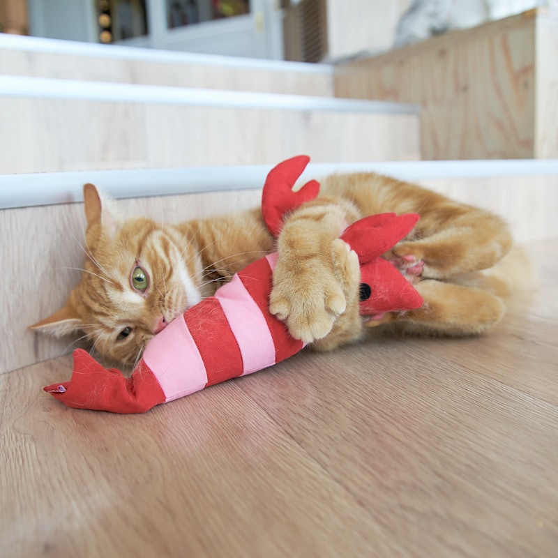 徹底比較 猫用おもちゃのおすすめ人気ランキング10選 Mybest 徹底比較 猫用おもちゃのおすすめ人気ランキング10選 Mybest