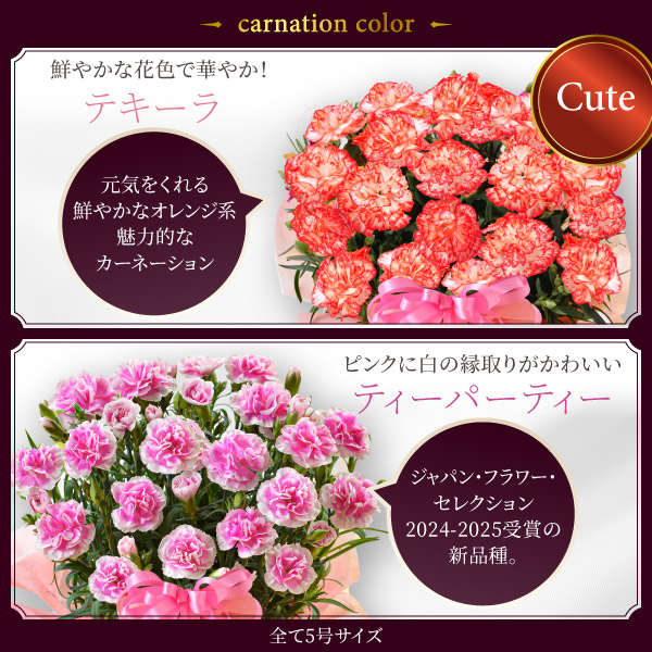 カーネーション 鉢植え 6