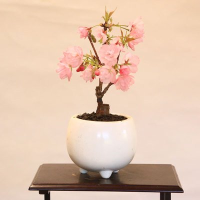 遊恵盆栽 ミニモダン盆栽 一才桜 1
