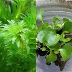 22年 メダカ用水草のおすすめ人気ランキング22選 Mybest 22年 メダカ用水草のおすすめ人気ランキング22選 Mybest