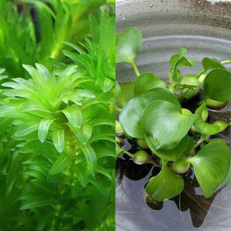 メダカに合う水草セット 2種 1