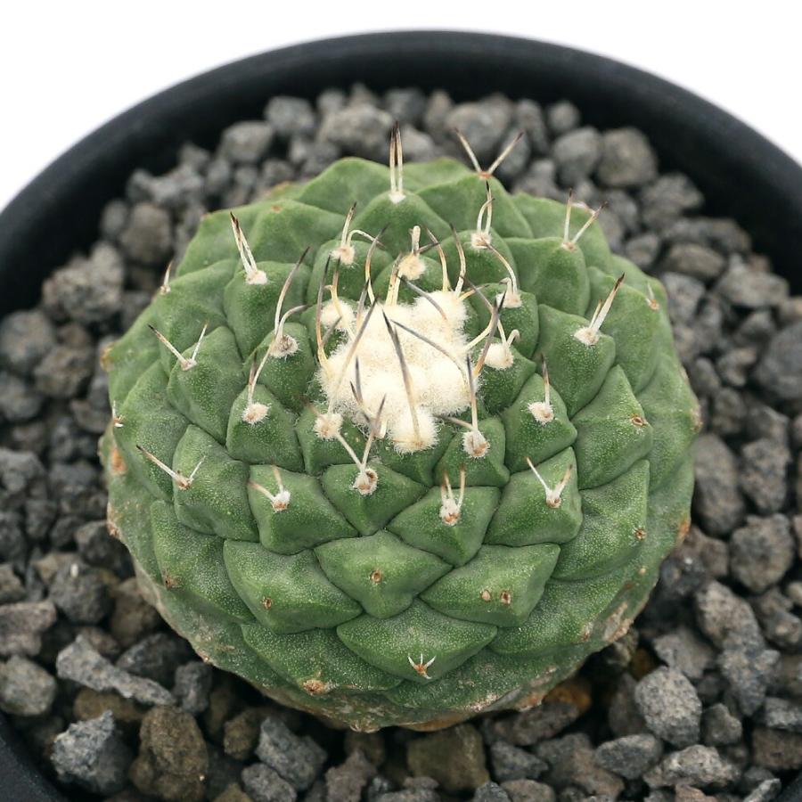 サボテン ストロンボカクタス 菊水 2.5号 1