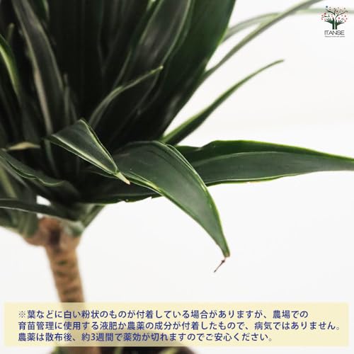 ドラセナ コンパクタ 5