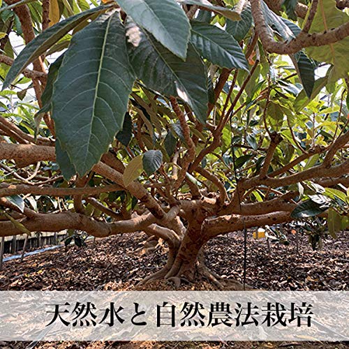 早苗果樹園 高倉びわ 5