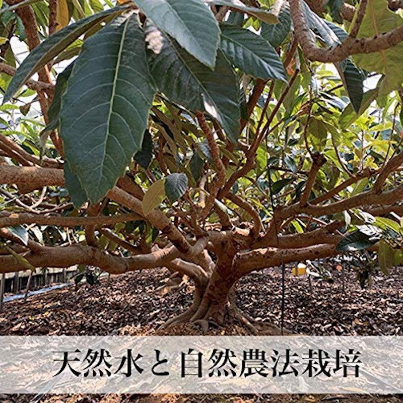 早苗果樹園 高倉びわ 5