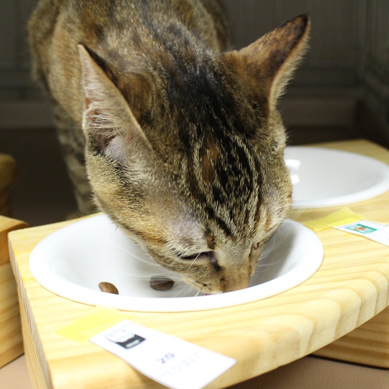 徹底比較 猫用ドライフードのおすすめ人気ランキング30選 安全でおいしい Mybest 徹底比較 猫用ドライフードのおすすめ人気ランキング30選 安全でおいしい Mybest