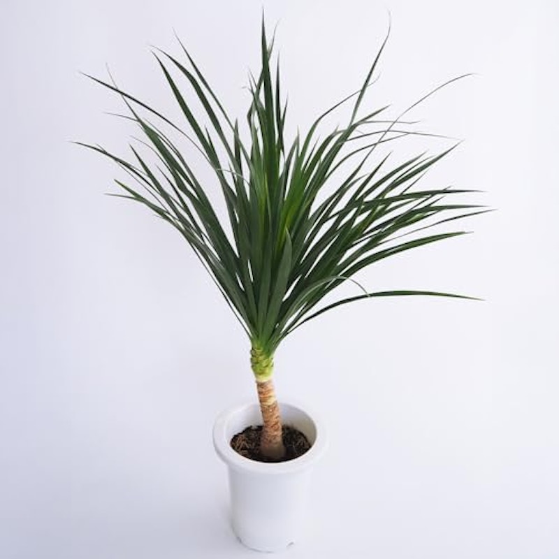 ドラセナ カンボジアーナ 観葉植物 1