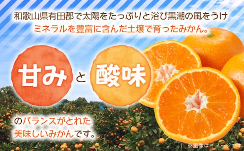 温州みかん 3