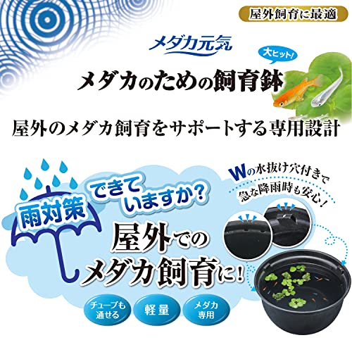 メダカのための飼育鉢 4
