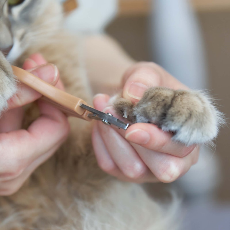 猫用爪切り 5