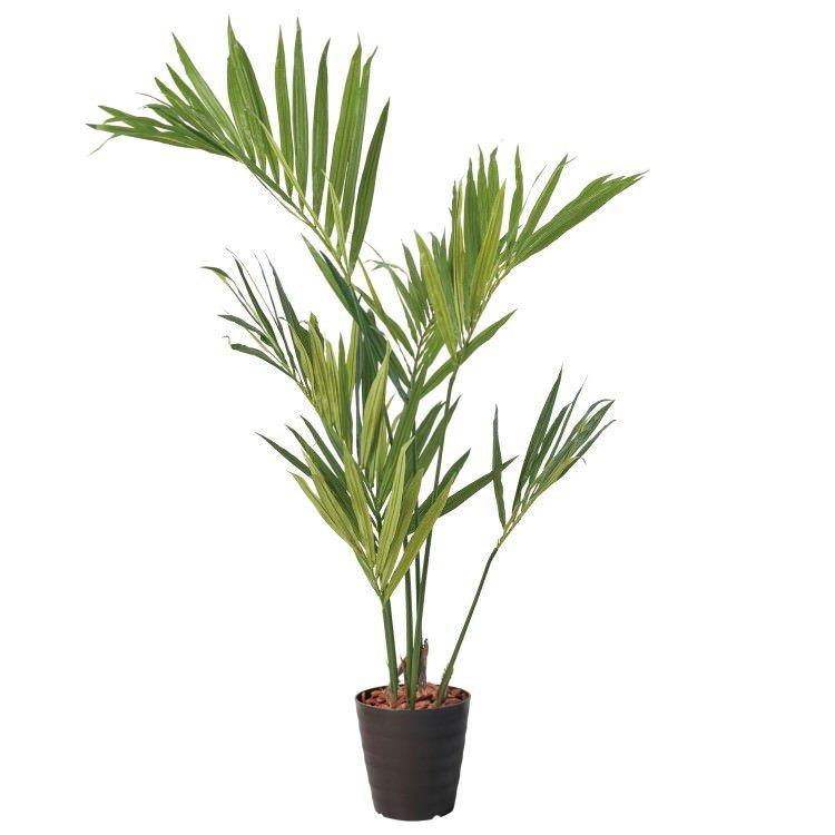 ケンチャヤシ ベルモレアナ 8号 100cm 【公式通販】