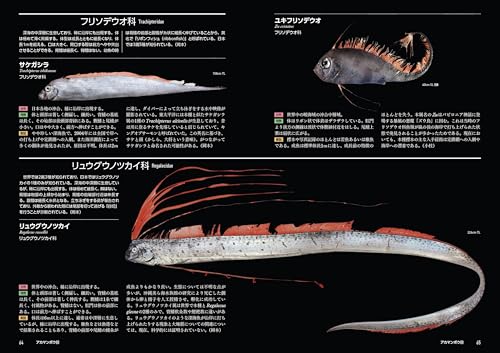 日本の深海魚図鑑 4