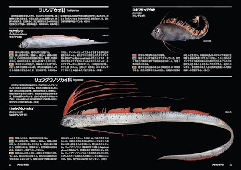 日本の深海魚図鑑 4