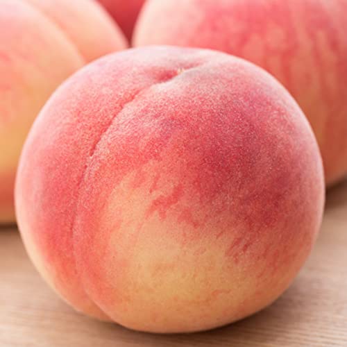 福島県産の桃のおすすめ人気ランキング【2025年12月】 | マイベスト