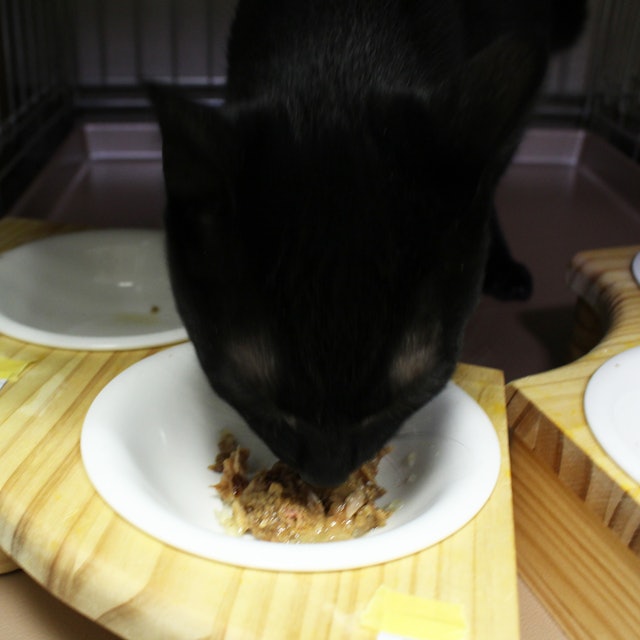 キャネット 魚正 かつおを全35商品と比較 口コミや評判を実際に使ってレビューしました Mybest キャネット 魚正 かつおを全35商品と比較 口コミや評判を実際に使ってレビューしました Mybest