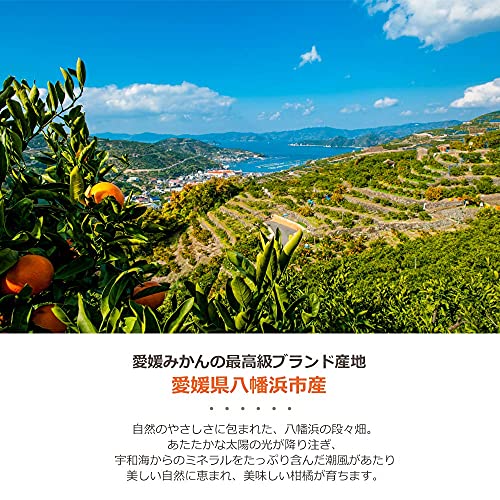 みかん寒天ゼリー 詰め合わせ  3