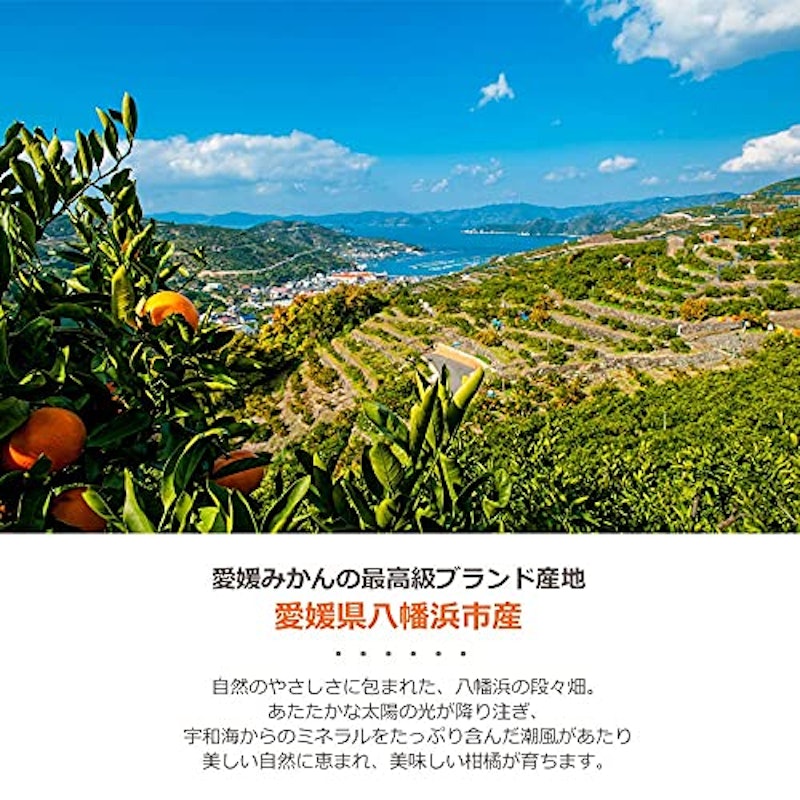 みかん寒天ゼリー 詰め合わせ 3