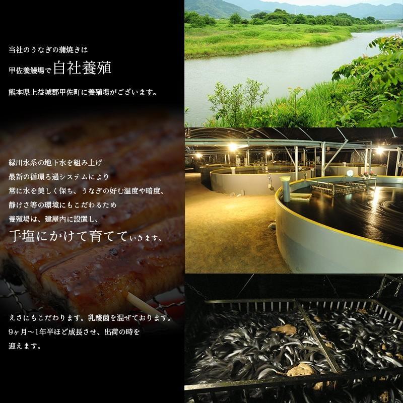 うなぎ蒲焼き 3