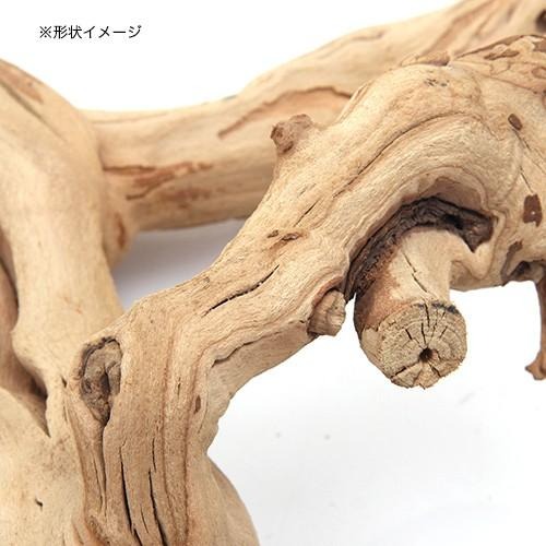 天然素材 ぶどうの木 形状お任せ グレープバイン 2