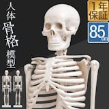 骨格標本のおすすめ人気ランキング【2026年5月】 3