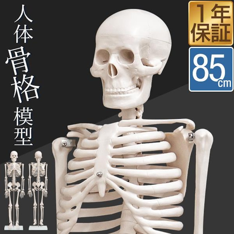 人体骨格模型 1