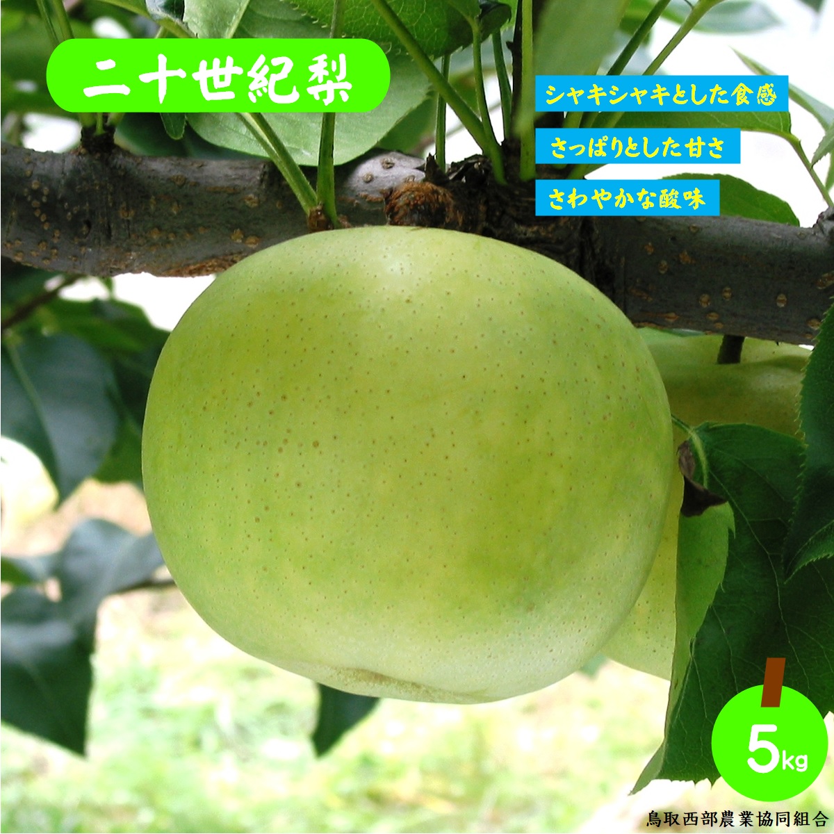鳥取県産梨 二十世紀梨 1