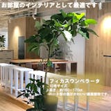 ウンベラータのおすすめ人気ランキング【2026年8月】 5