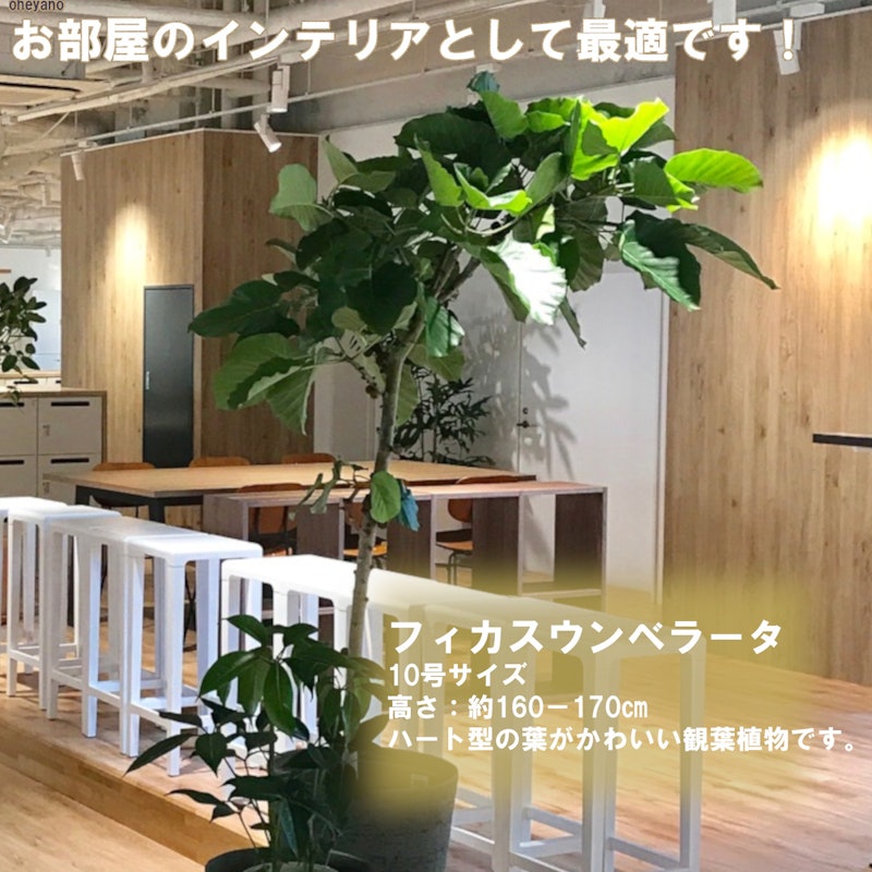 ウンベラータ 1