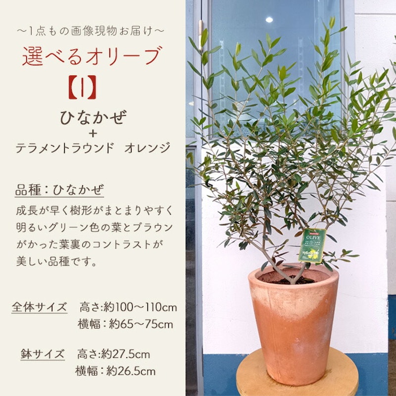 選べるオリーブ 10