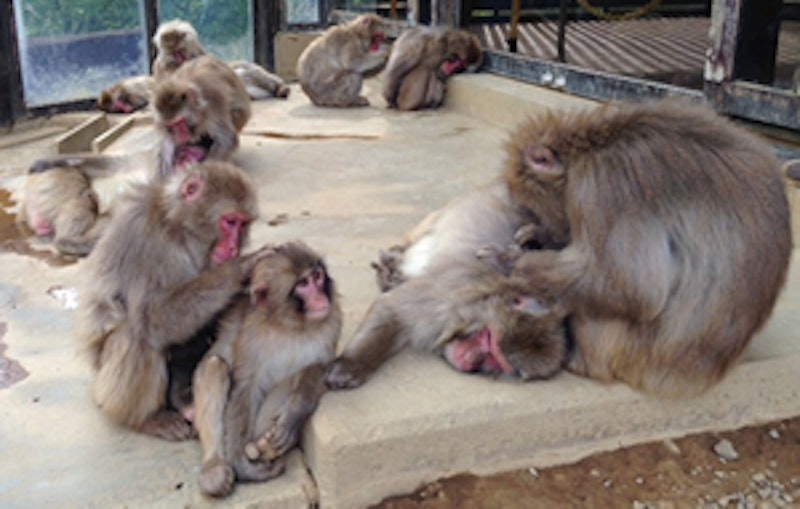 高尾山さる園・野草園 1