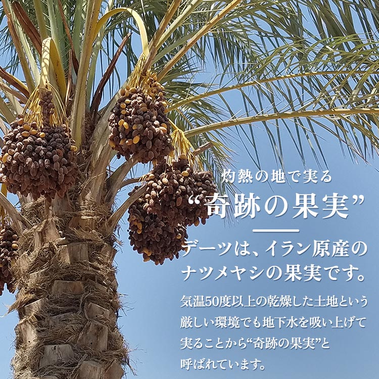 種抜きドライデーツ 3