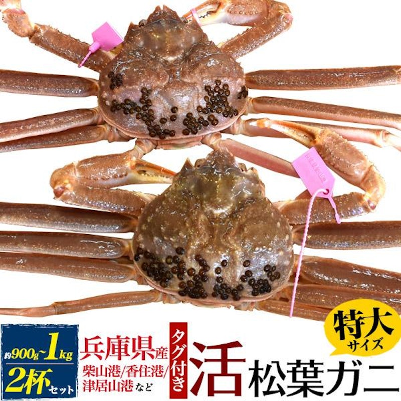 活 松葉ガニ 1