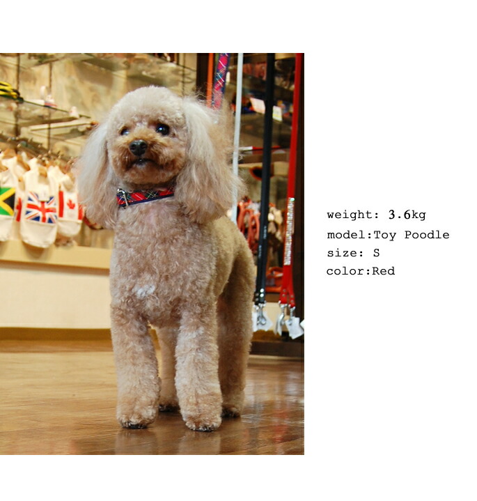 ASHU 小型犬用首輪 トラッドカラー 3