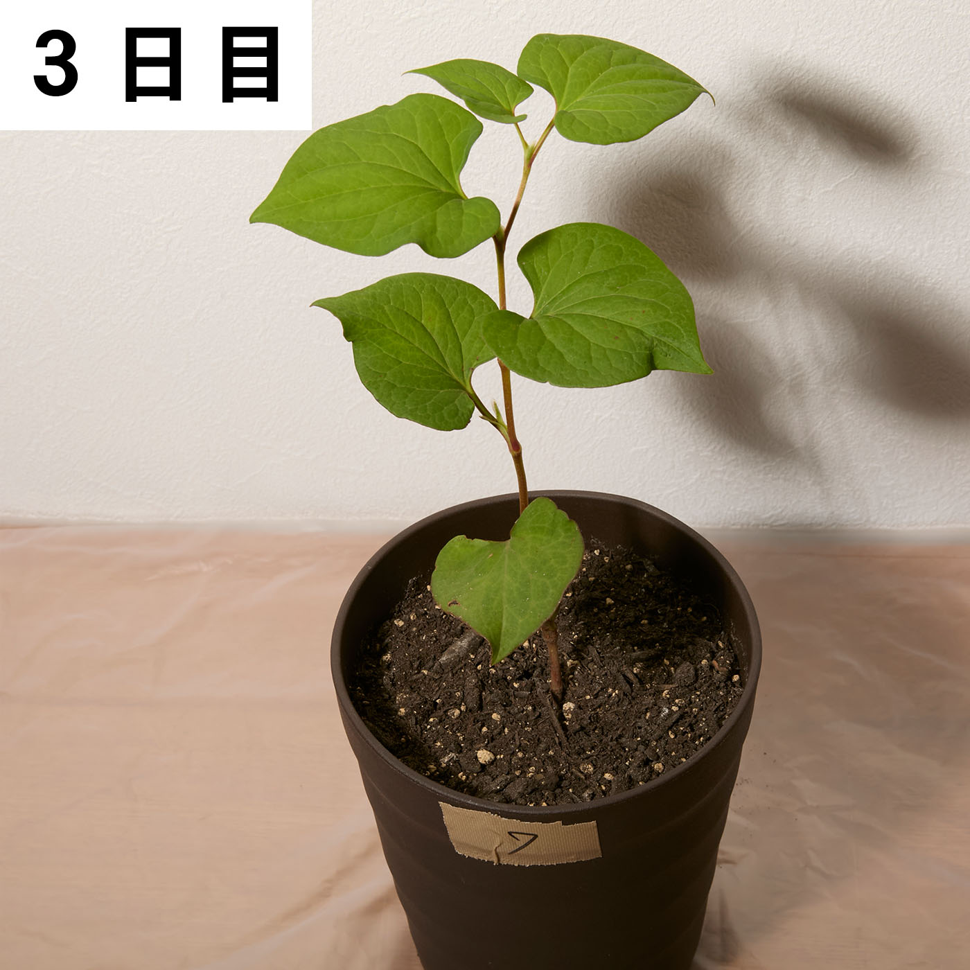 レモングラスとお酢の除草液シャワー 7