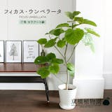 ウンベラータのおすすめ人気ランキング【2026年6月】 4