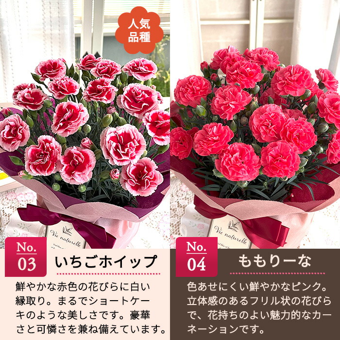 カーネーション 5号鉢  3