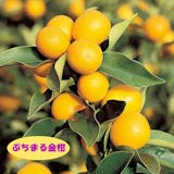 金柑のおすすめ人気ランキング【2026年10月】 4