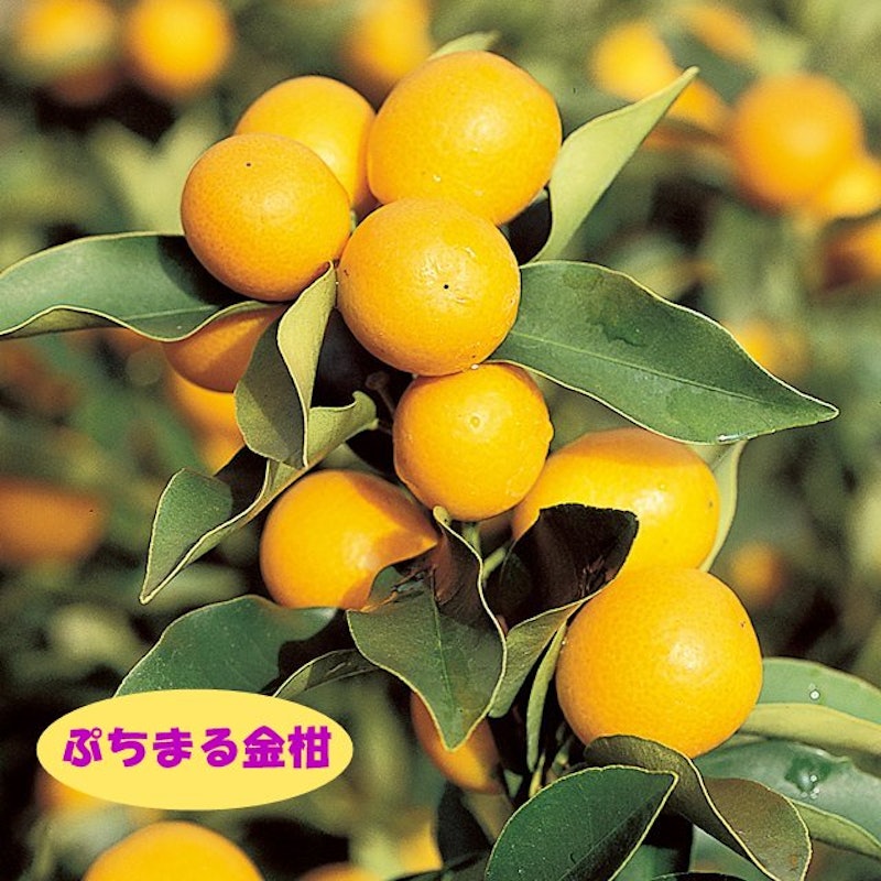 ぷちまる金柑 接木苗 1