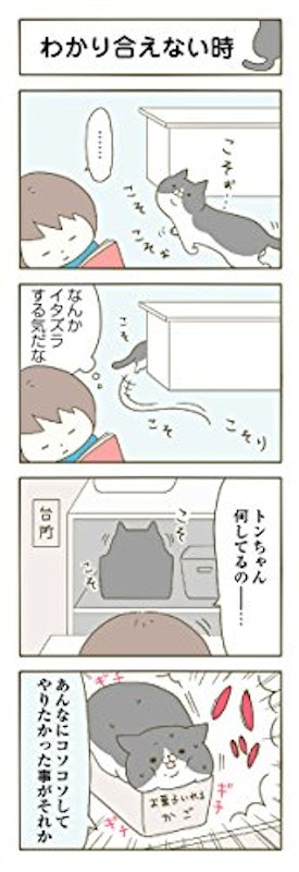 うちの猫がまた変なことしてる。 3