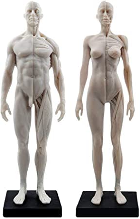 人体筋肉模型 1