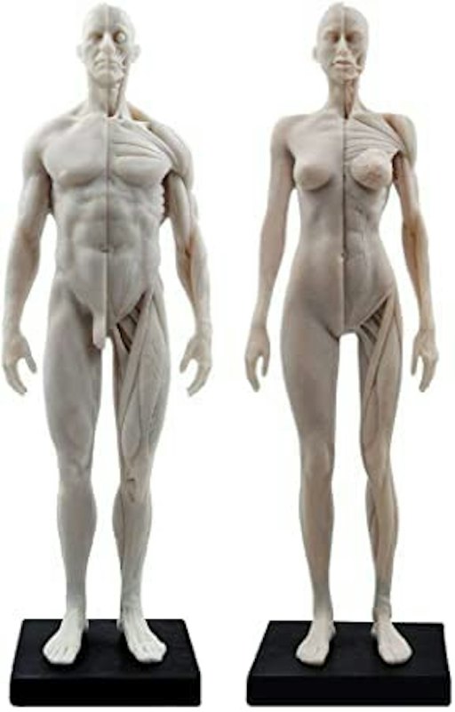 人体筋肉模型 1