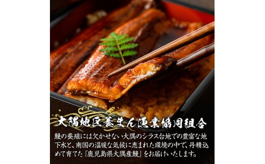 鹿児島県大隅産 うなぎ蒲焼 3