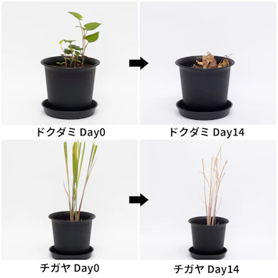 14日後にはドクダミもチガヤも褐変し、茎がぐったり