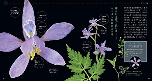もっと美しき小さな雑草の花図鑑 7