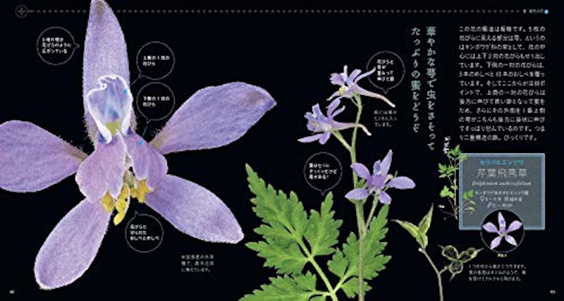 もっと美しき小さな雑草の花図鑑 7